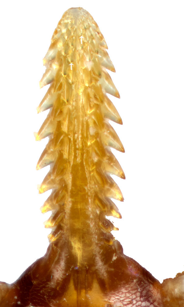 1.1